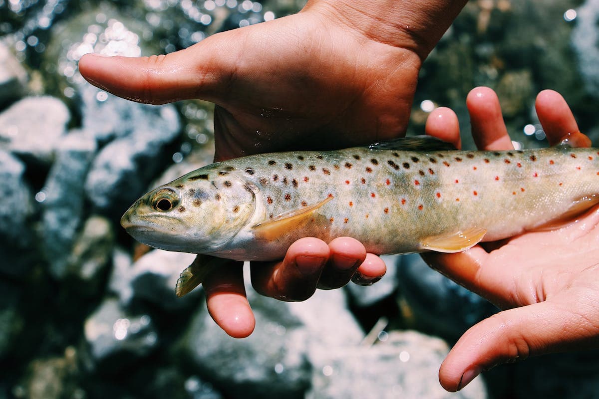 The payoff for finding good water - a healthy trout from a small mountain stream