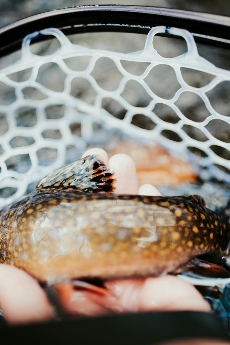 A brook trout showing its distinctive dotted pattern, the kind of native fish found in Shenandoah's mountain streams