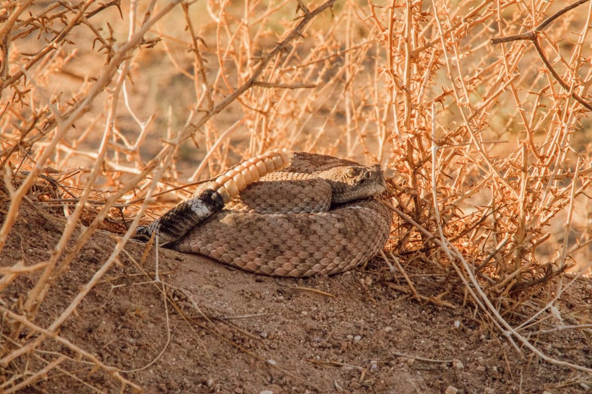 Western rattlesnakes are common in the Deschutes canyon. Watch where you step, especially near basalt rock piles and tall grass.