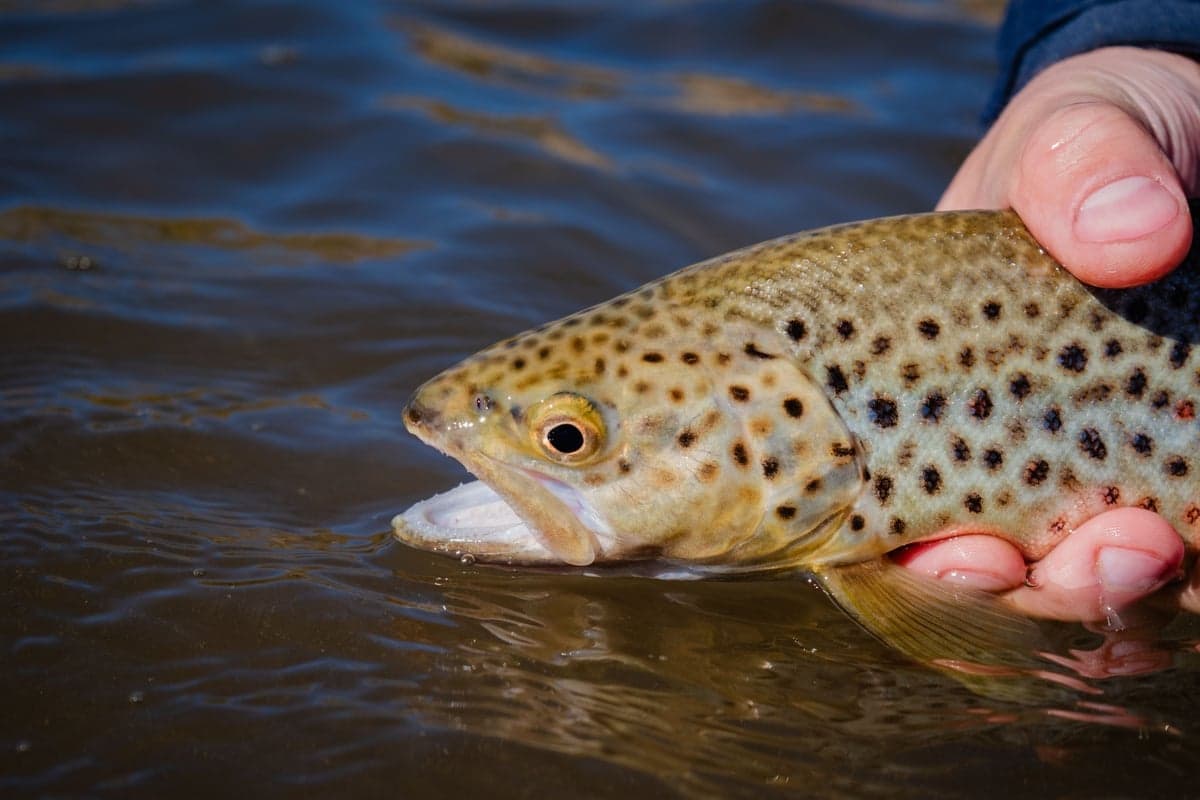 A wild brown going back into the river. Browns do most of the digging from October into December, and the big males color up hard and grow a pronounced hooked jaw before they get there.