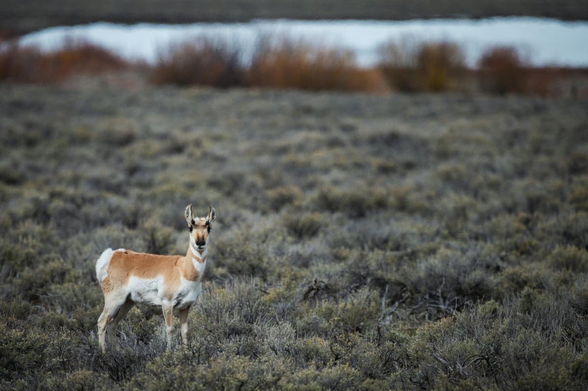 Pronghorn are a common sight along the drive to the Miracle Mile through Wyoming's open range