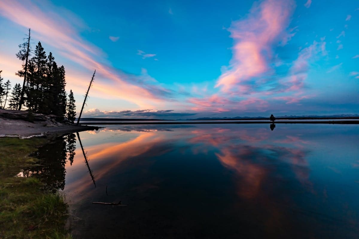 Yellowstone Lake shoreline. The park's lake trout removal program has helped cutthroat populations rebound significantly.