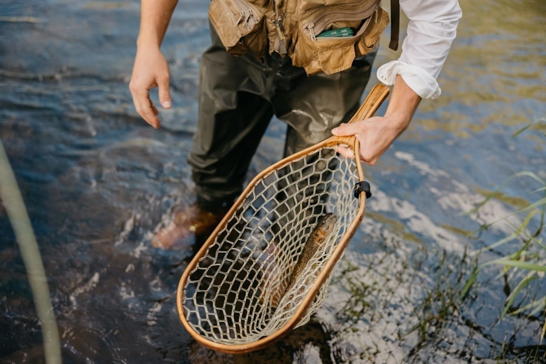 Rainbow trout in a landing net