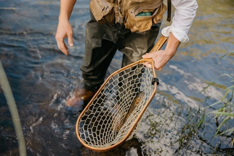 Angler landing a trout in a Colorado mountain river